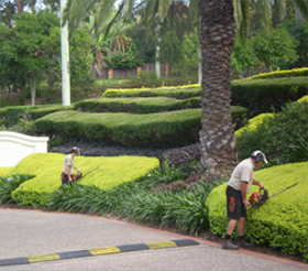 Horticultural services